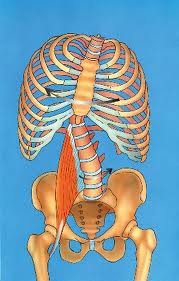 Psoas Causing Rotation of the Lumbar Spine