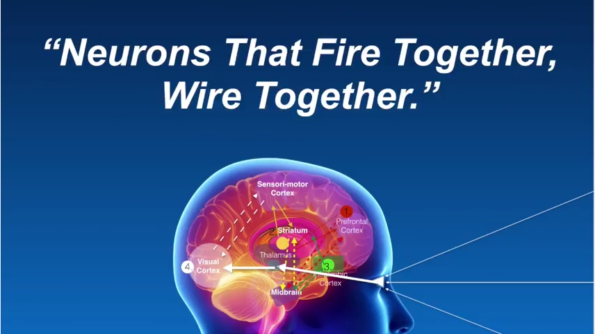 Neurons that fire together, wire together a concept in Nu-Schroth