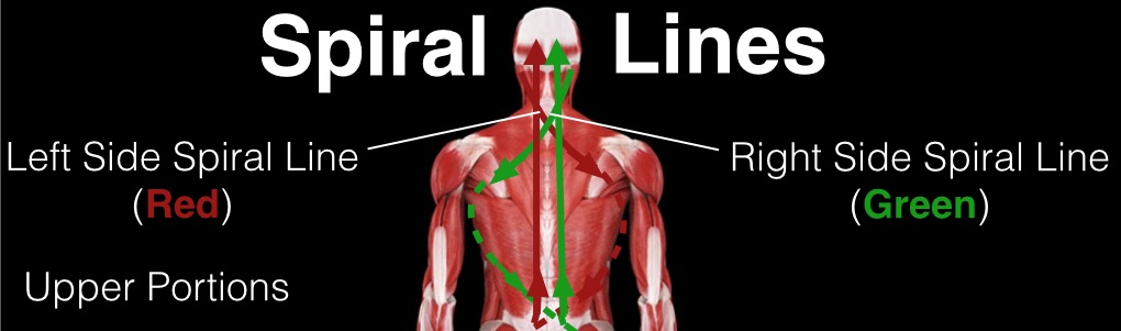 Spiral Lines in Scoliosis (Upper Portions)